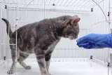 Bau Urine Jadi Identitas, Ini Cara Kucing Mengenali Satu Sama Lain