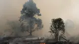 Prabowo Ingatkan Kebakaran Hutan Jangan Sampai ke Zona Inti IKN