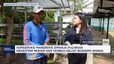 Konservasi Mangrove Simanja Pulihkan Ekosistem Pesisir Cilacap
