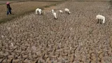 9 Kabupaten-Kota di NTB Darurat Kekeringan, 263.310 Jiwa Terdampak
