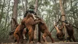 Pegiat Lingkungan Dorong Perlindungan Orangutan di Tengah Karhutla