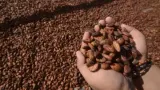 Harga Kakao Naik Tajam, Kemendag Sebut Ini Efek El Nino