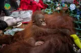 3 Orang Utan Dievakuasi dari Kebun Warga Akibat Karhutla di Ketapang, Kronologi dan Lokasi Pelepasliaran