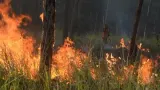 Kebakaran Hutan Meluas di Berbagai Daerah, Akses Wisata Ditutup hingga Jatuhnya Korban Jiwa