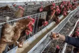 Akar Masalah Demo Berulang Peternak Telur dan Ayam di Berbagai Daerah