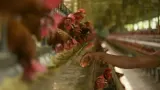 Harga Telur Ayam Ras di Tingkat Peternak Turun di Bawah Harga Acuan