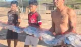 Ikan Oarfish Terdampar di Pantai Pink Lombok, Diduga akibat Perubahan Iklim dan Gempa NTT