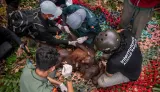 Nasib Orang Utan di Tengah Kebakaran Hutan Kalimantan, Penyelamatan di Kalteng dan Kalbar