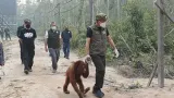 Langkah Kemenhut Agar Orangutan Terhindar Asap Kebakaran Hutan di Kalteng