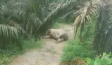 Gajah Sumatra Ditemukan Mati di Perkebunan Sawit Aceh Tamiang