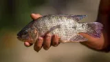 Ikan Nila Picu Bencana Besar, Tetangga RI Umumkan Situasi Darurat
