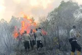 Karhutla Way Kambas Diduga Sengaja Dibakar, TNWK Pantau Kondisi Satwa Liar