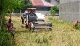 Cuaca Buruk di Pidie Puluhan Hektare Tanaman Padi Rubuh, Petani Merugi