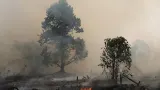 BNPB Intensifkan Penanganan Kebakaran Hutan, Kamera Thermal Dikerahkan