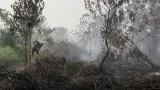 BNPB Catat 8.900 Hektare Lahan Terbakar di Kalsel dan Kerahkan Personel di Enam Provinsi