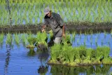 Prediksi El Nino hingga Mei 2027 dan Penyesuaian Masa Tanam Petani