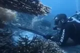 WN China di Raja Ampat Ditangkap Imigrasi Usai Tombak Penyu-Memasaknya Jadi Sop