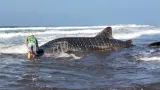Hiu Paus Ditemukan Terdampar di Pantai Pengeragoan Jembrana Bali