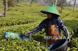Tak Mau Bergantung pada PTPN, Puskopkar Kembangkan Bisnis Baru