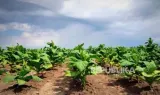 Teknologi Biostimulan sebagai Solusi Tanaman Menghadapi Cekaman Lingkungan